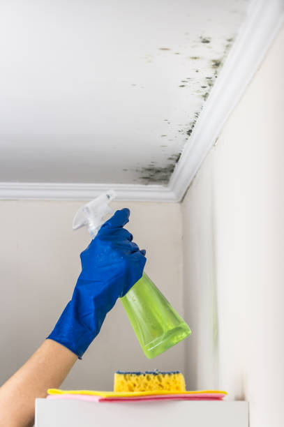 Mold Removal for HVAC Installations in Esperance, WA